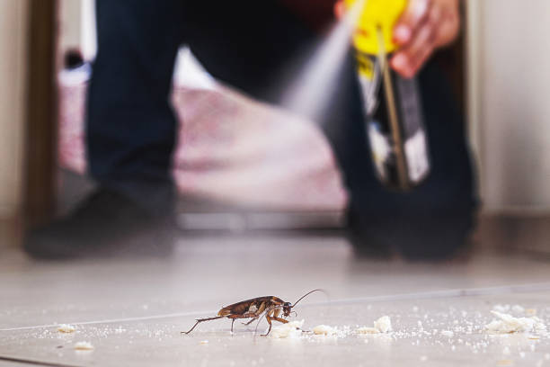 Best Flea Control Services  in Elmore, OH